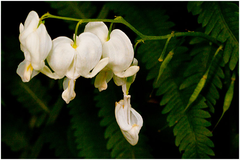 Stone Crop Gardens Orchid No 1 PRES s